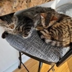 Thor and Cleo F-4 SBT savannahs