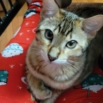 Cleo F-4SBT savannah