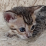 F-4SBT Brown Spotted girl Savannah DOB 7-8-21