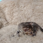 F-4SBT Brown Spotted girl Savannah DOB 7-8-21