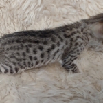 F-4SBT Brown Spotted girl Savannah DOB 7-8-21