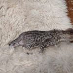 F-4SBT Brown Spotted girl Savannah DOB 7-8-21