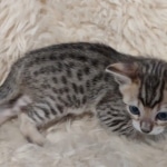 F-4SBT Brown Spotted girl Savannah DOB 7-8-21