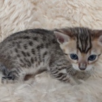 F-4SBT Brown Spotted girl Savannah DOB 7-8-21