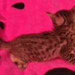 F-4SBT Brown Spotted girl Savannah DOB 7-8-21