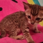 F-4SBT Brown Spotted girl Savannah DOB 7-8-21