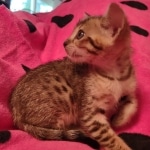 F-4SBT Brown Spotted girl Savannah DOB 7-8-21