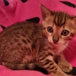 F-4SBT Brown Spotted girl Savannah DOB 7-8-21