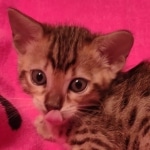 F-4SBT Brown Spotted girl Savannah DOB 7-8-21