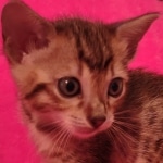 F-4SBT Brown Spotted girl Savannah DOB 7-8-21