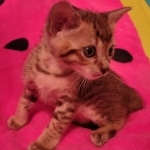 F-4SBT Brown Spotted girl Savannah DOB 7-8-21