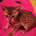 F-4SBT Brown Spotted girl Savannah DOB 7-8-21