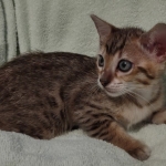 F-4SBT Brown Spotted girl Savannah DOB 7-8-21