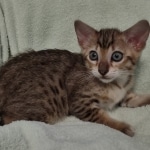 F-4SBT Brown Spotted girl Savannah DOB 7-8-21