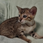 F-4SBT Brown Spotted girl Savannah DOB 7-8-21