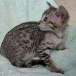 F-4SBT Brown Spotted girl Savannah DOB 7-8-21