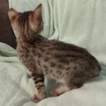 F-4SBT Brown Spotted girl Savannah DOB 7-8-21