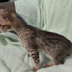 F-4SBT Brown Spotted girl Savannah DOB 7-8-21