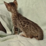 F-4SBT Brown Spotted girl Savannah DOB 7-8-21