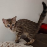 F-4SBT Brown Spotted girl Savannah DOB 7-8-21