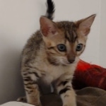 F-4SBT Brown Spotted girl Savannah DOB 7-8-21