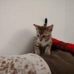 F-4SBT Brown Spotted girl Savannah DOB 7-8-21