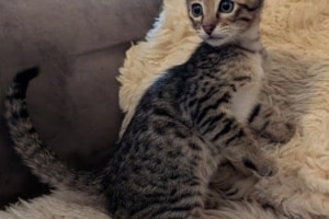 Savannah F-4SBT Male Kitten #1 DOB 10-27-25