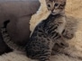 Savannah F-4SBT Male Kitten #1 DOB 10-27-25