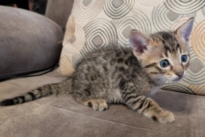 Savannah F-4SBT Male Kitten #1 DOB 10-27-25