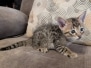 Savannah F-4SBT Male Kitten #1 DOB 10-27-25