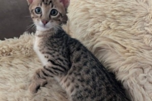 Savannah F-4SBT Male Kitten #1 DOB 10-27-25