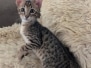 Savannah F-4SBT Male Kitten #1 DOB 10-27-25
