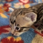 F-4SBT-Male-Kitten-
