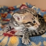 F-4SBT-Male-Kitten-b