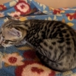 F-4SBT-Male-Kitten-c