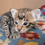 F-4SBT-Male-Kitten-d