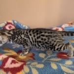 F-4SBT-Male-Kitten-e