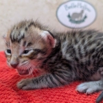 F-4SBT-Savannah-Kitten-a