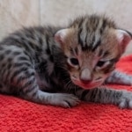 F-4SBT-Savannah-Kitten-b