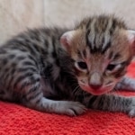 F-4SBT-Savannah-Kitten-c