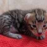 F-4SBT-Savannah-Kitten-d