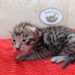 F-4SBT-Savannah-Kitten