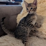 F-4SBT-Savannah-Male-a