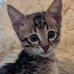 F-4SBT-Savannah-Male-b