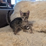 F-4SBT-Savannah-Male-c