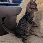 F-4SBT-Savannah-Male