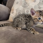 F-4SBt-Male-kitten-w