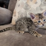 F-4SBt-Male-kitten-x