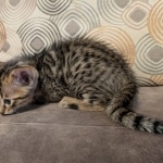 F-4SBt-Male-kitten-y