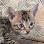 F-4SBt-Male-kitten-z